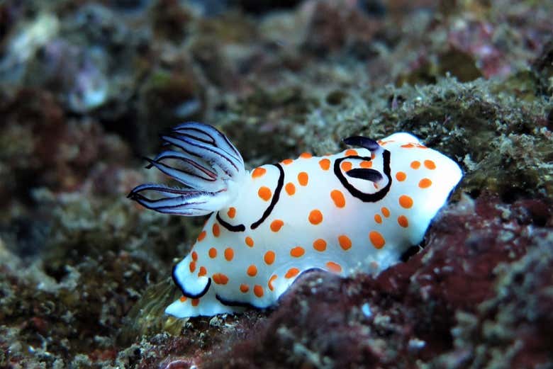 Nudibranch