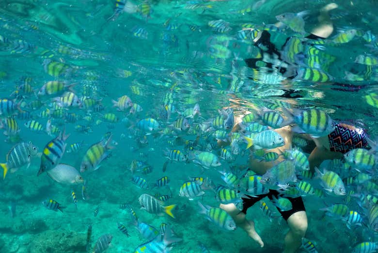 Snorkelling with tropical fish