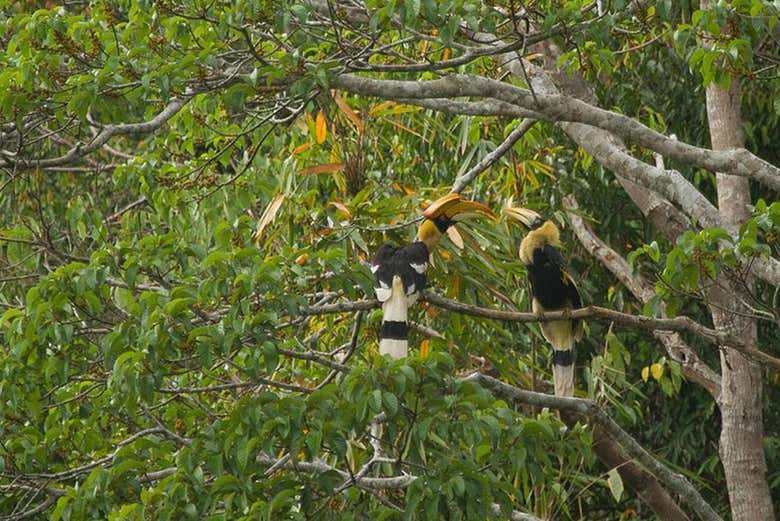 Fauna and flora of the surroundings
