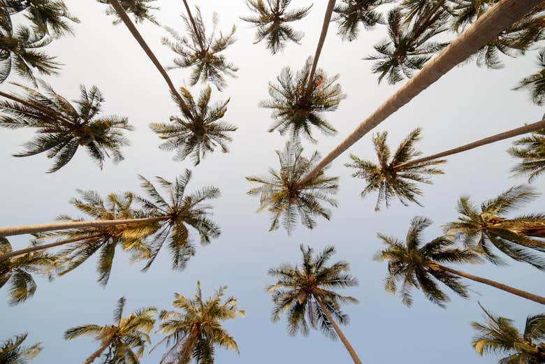 Palmeiras nas ilhas Phi Phi