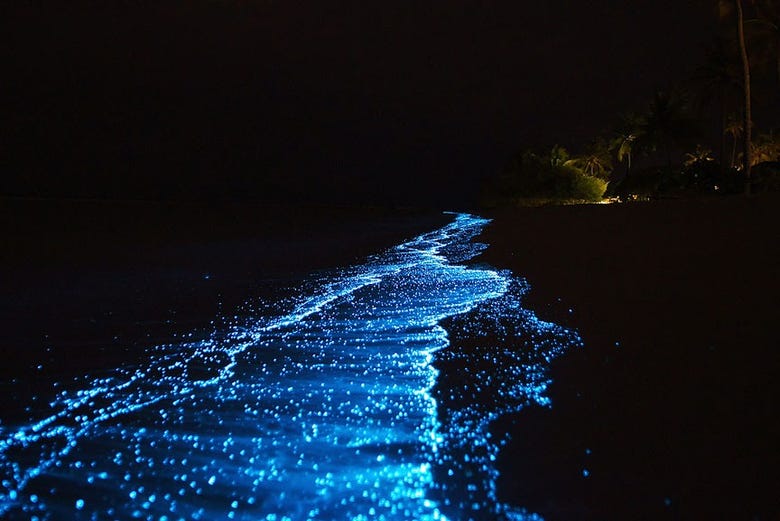 Le plancton bioluminescent 