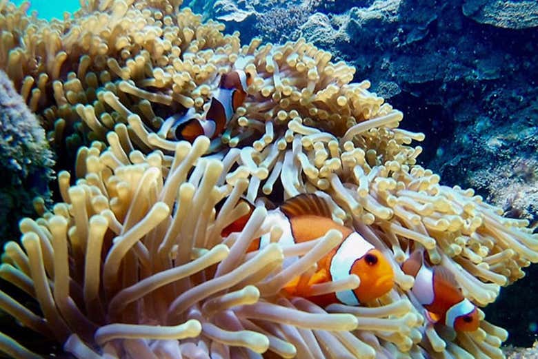 Poisson-clown