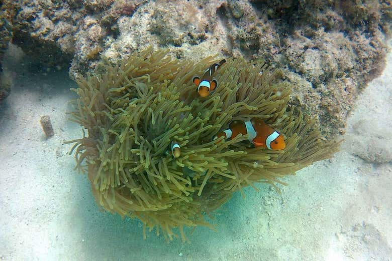 Fonds marins de la zone