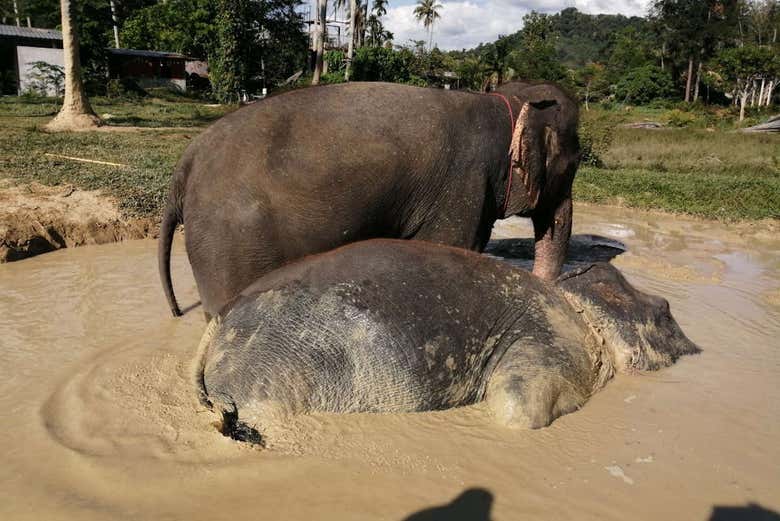 Petite baignade pour les éléphants