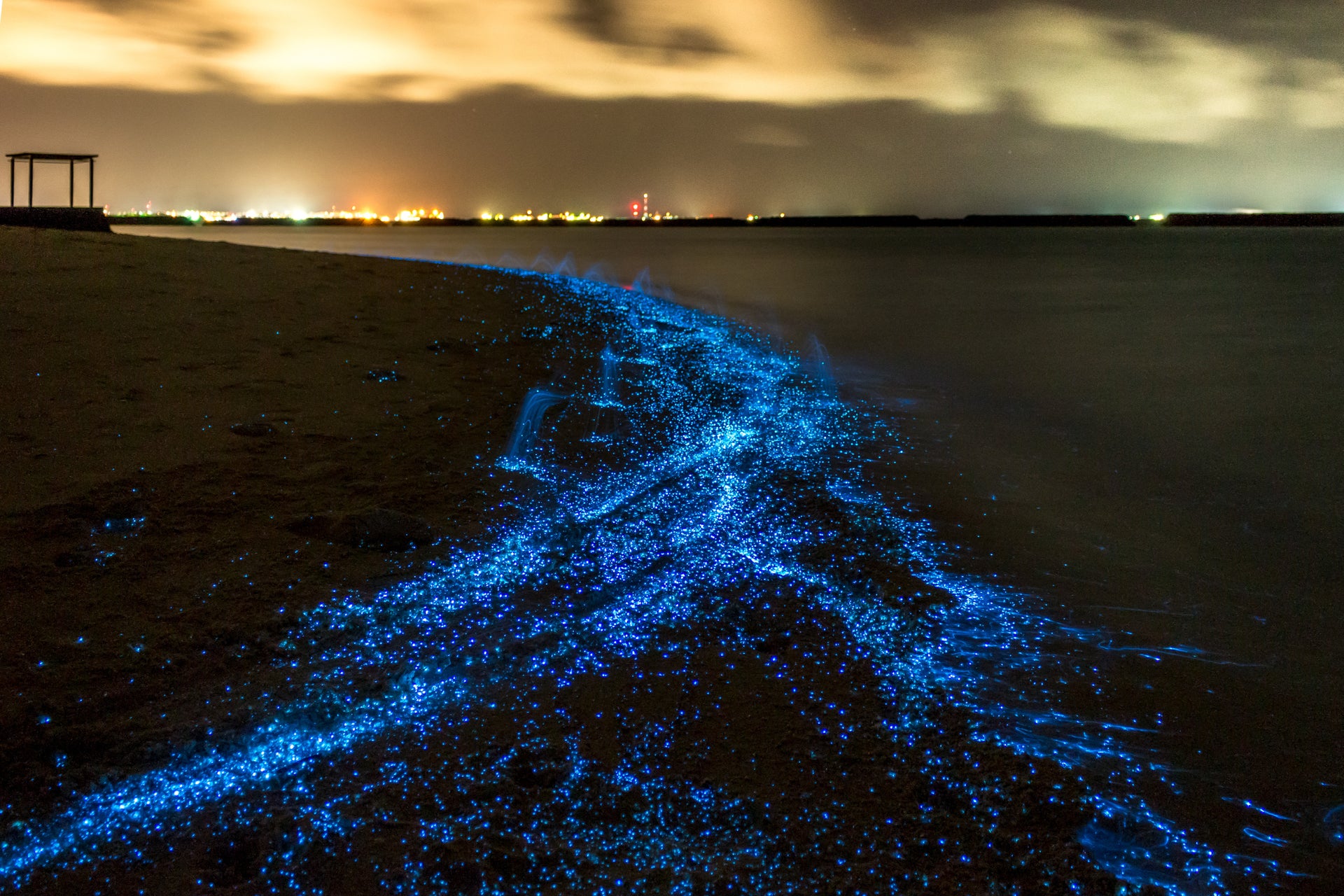 Visite à la découverte du plancton bioluminescent
