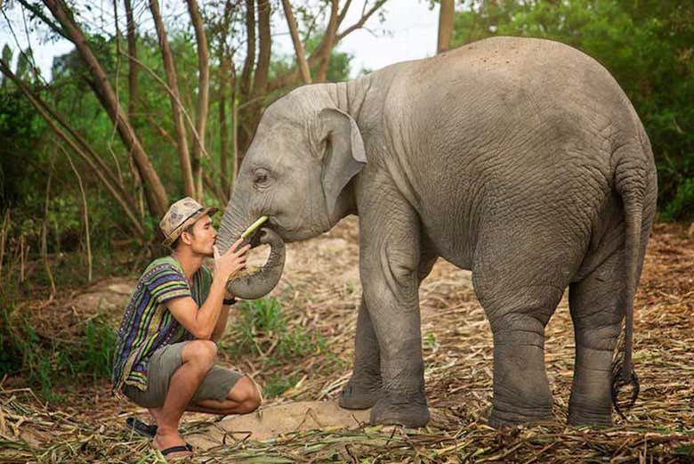 Elephant Jungle Sanctuary