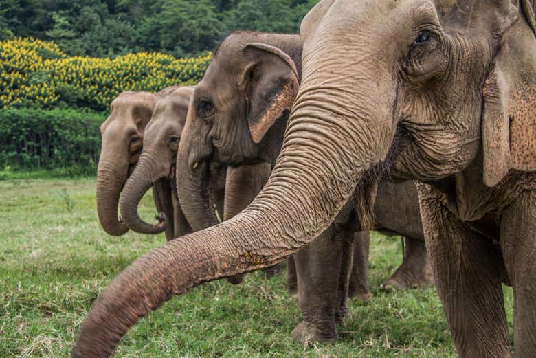 Les éléphants du sanctuaire