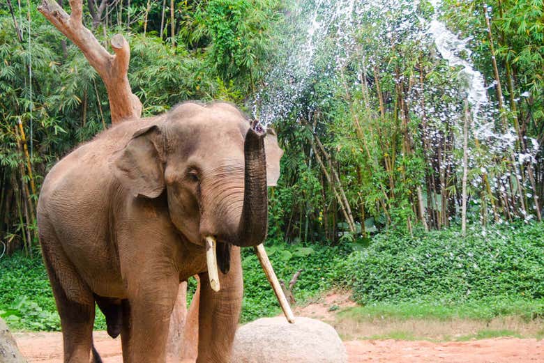 Elefante soltando água pela tromba