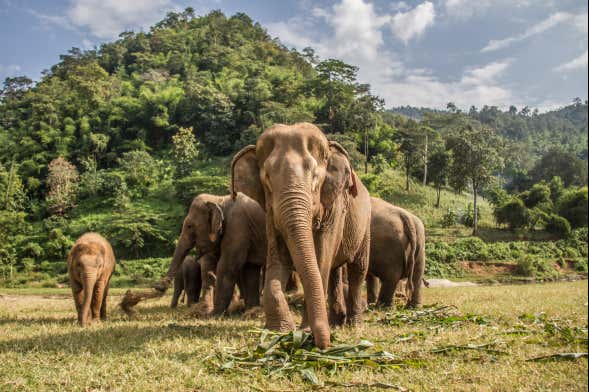 Visite du sanctuaire des éléphants