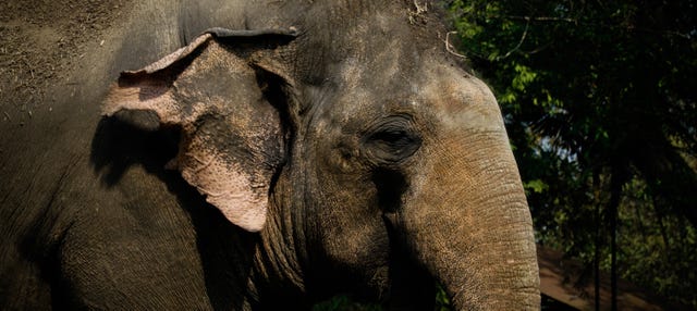Excursión al Jungle Elephant Sanctuary