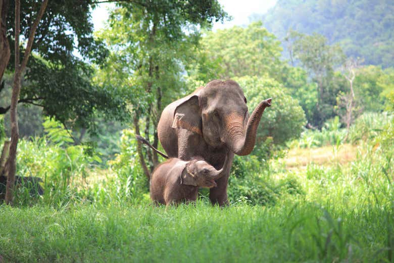 Elephant calf and its mother