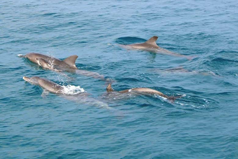 Dolphins in the Andaman Sea