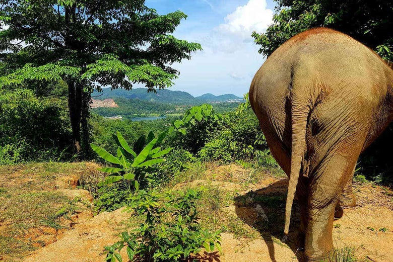 Excursión al Jungle Elephant Sanctuary de Phuket 