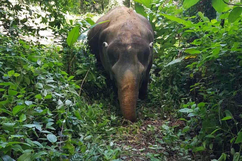An elephant in the jungle near Phuket