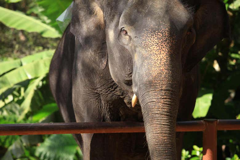 An elephant at the sanctuary