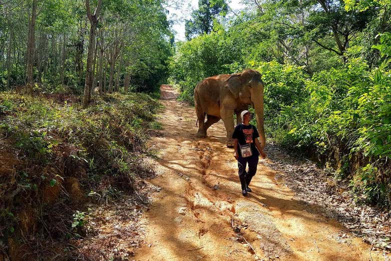 Walking with elephants