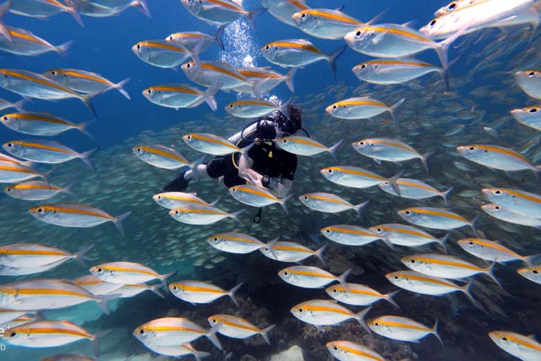 Nadando entre peces