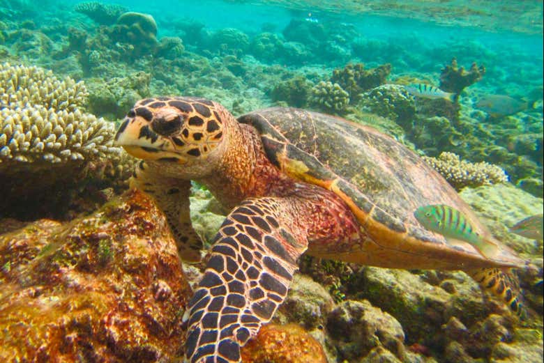 Faune marine des îles Similan