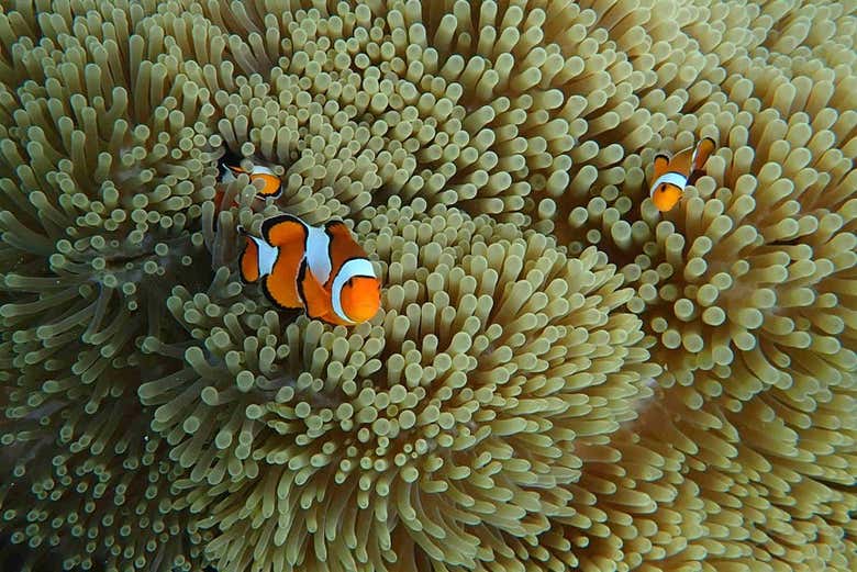 Fish in the Andaman Sea