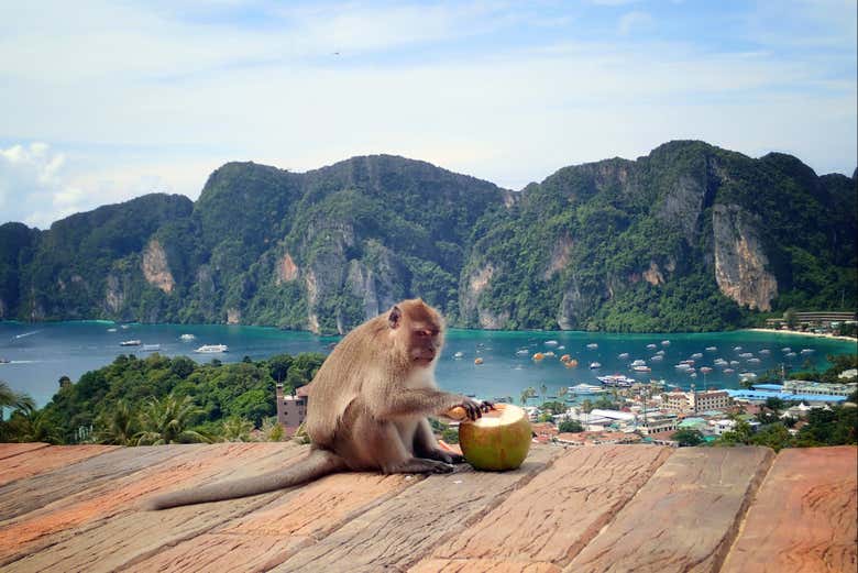 Monkey Beach