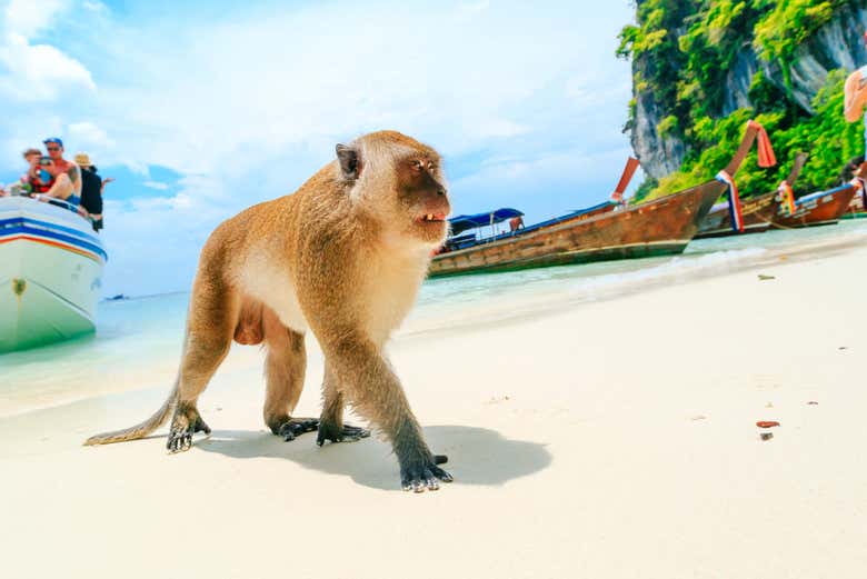 Un singe sur la plage