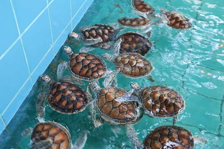 Visit the Sea Turtle Conservation Center.