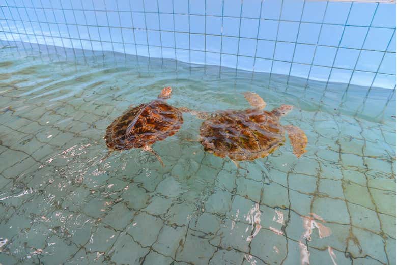 Visit the Sea Turtle Conservation Center to admire sea turtles
