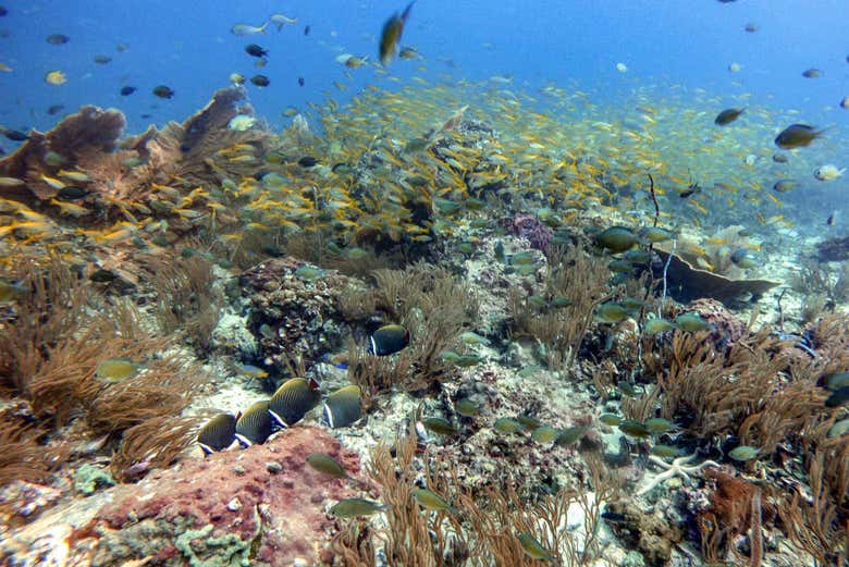 Fauna acuática en Phuket