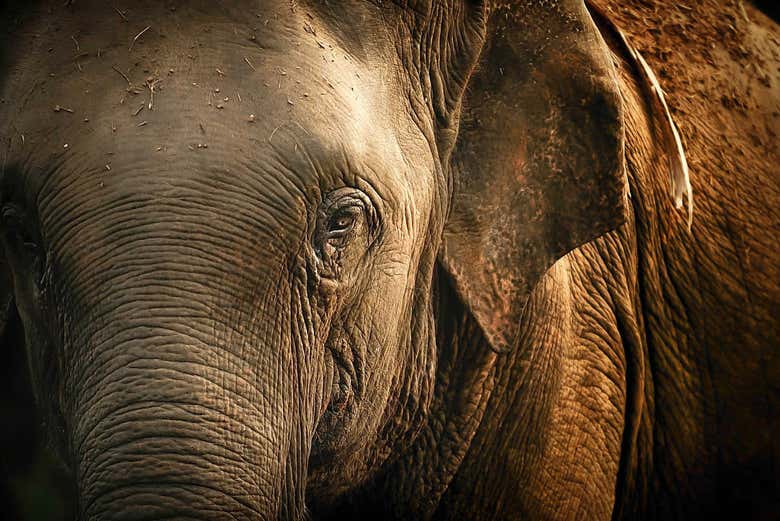 Meeting the elephants