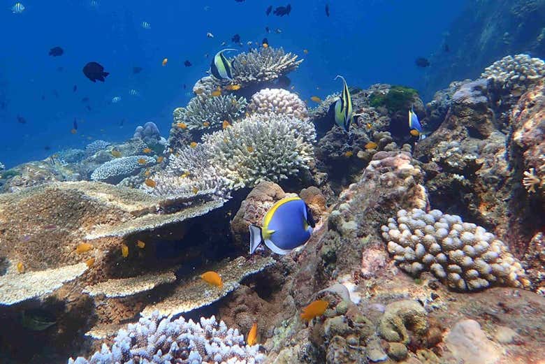 Snorkeling alle isole Phi Phi