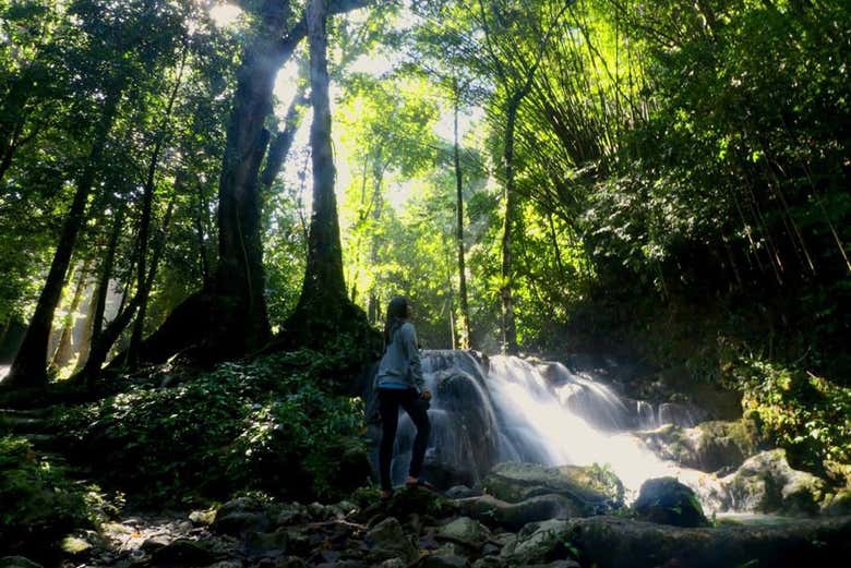Camminata nella selva