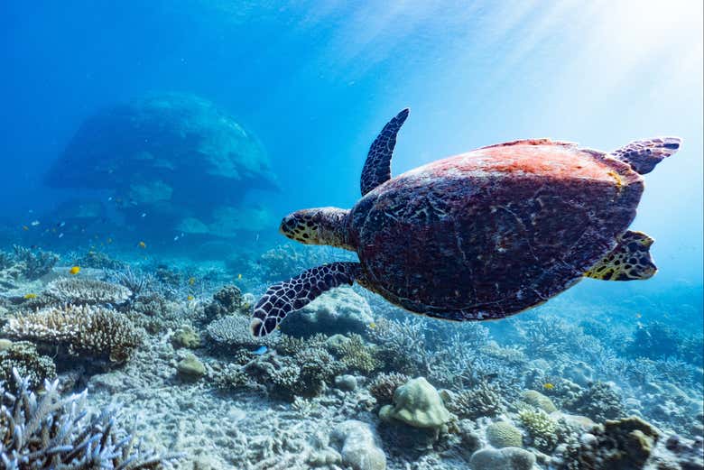 Les fonds marins des Surin abritent une grande biodiversité