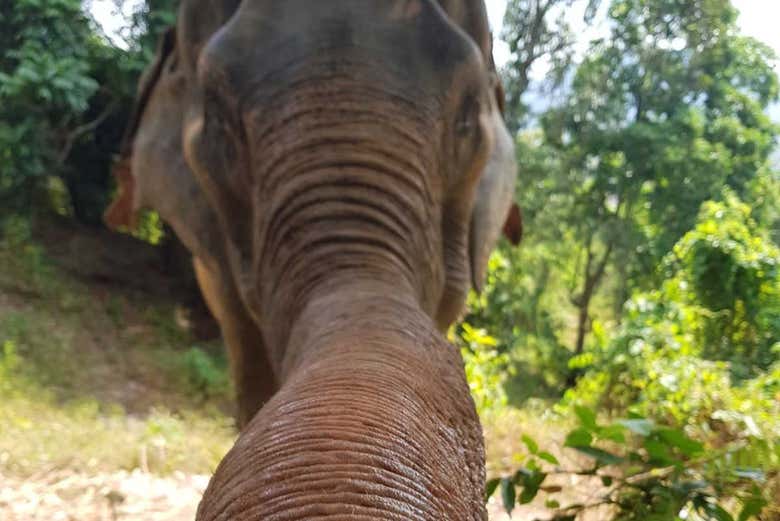 Feed elephants at the sanctuary