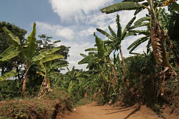 Excursão a Marangu