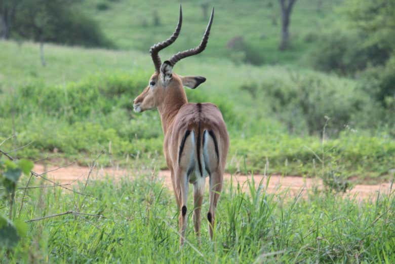 Antilope spotted during the safari