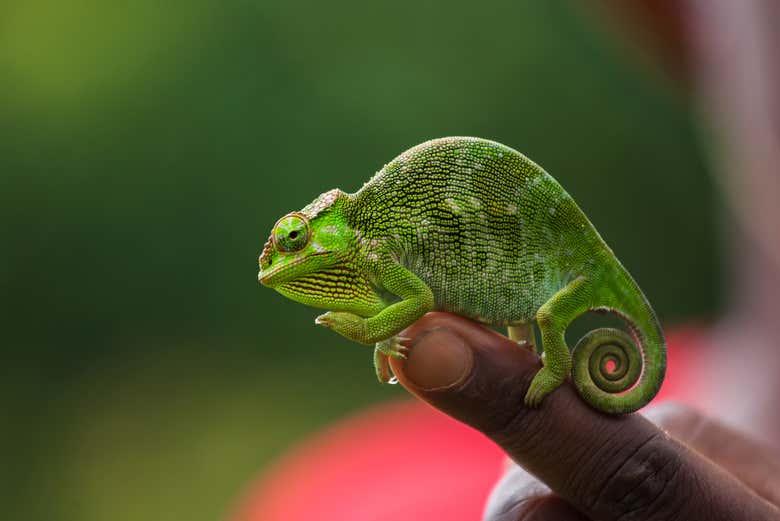 Un caméléon de Materuni
