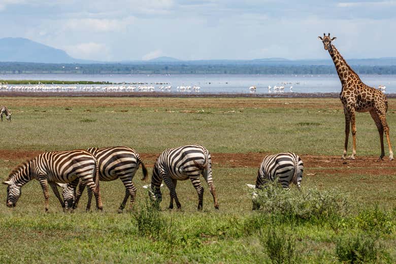 Paisaje típico en el Parque Nacional del Lago Manyara