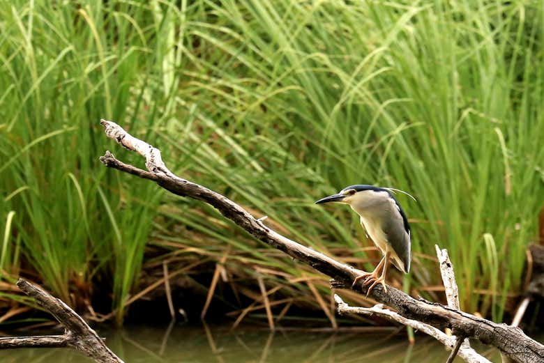 Lake Duluti is home to over 130 bird species 