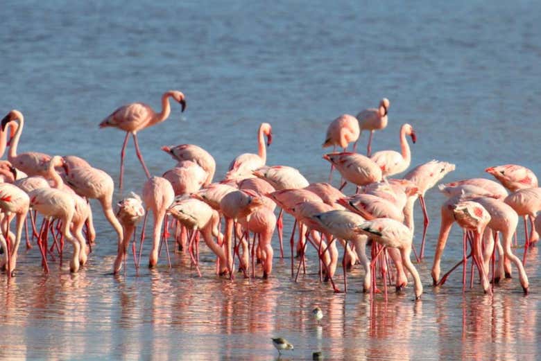 Flamants roses du Lac Manyara