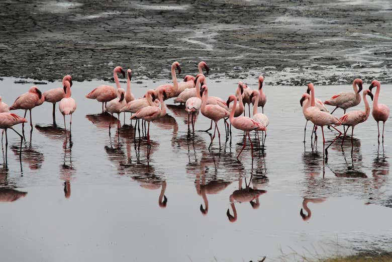 Flamingos nos lagos de Momela