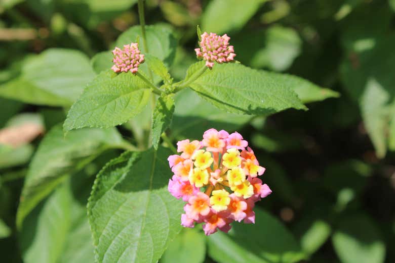 Explore the various flora and fauna found in the region