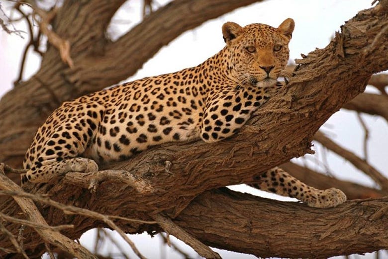 Un guepardo en la sabana africana