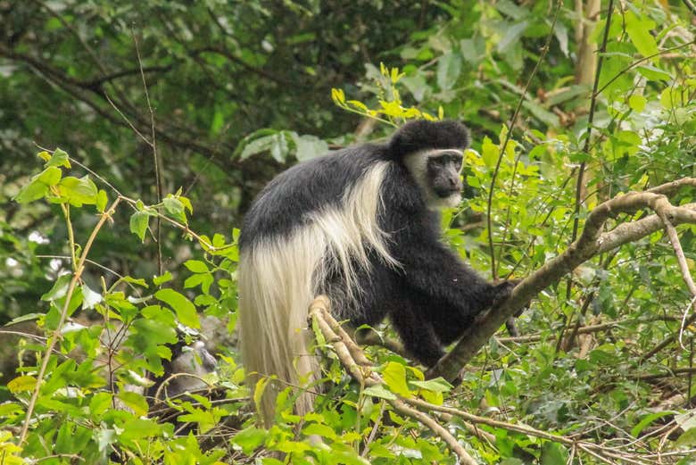Singe colobu