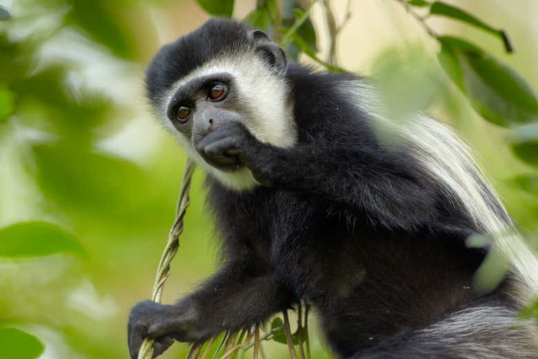 Primata da família dos Colobus no Parque Nacional