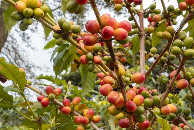 Baies de café naturelles