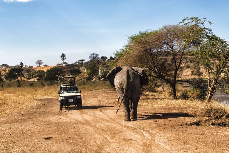 Elefante africano junto al jeep
