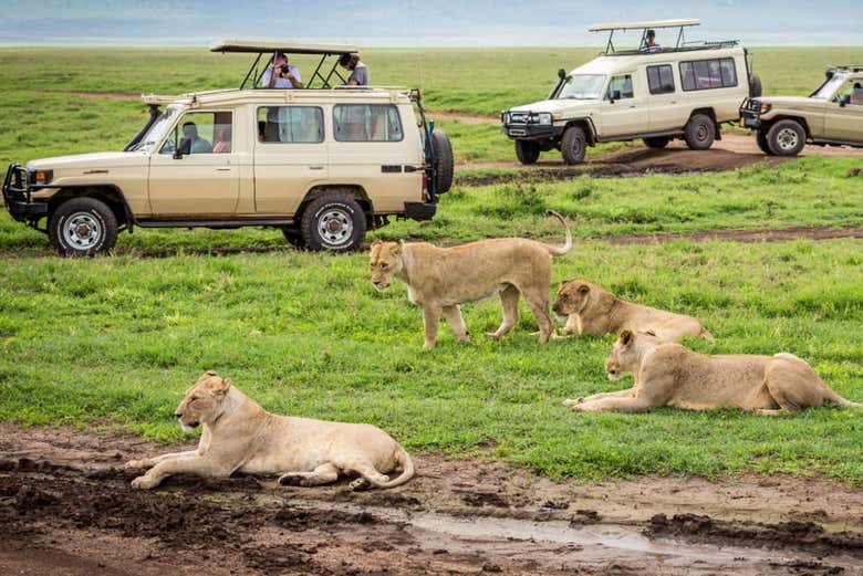 Leones durante el safari