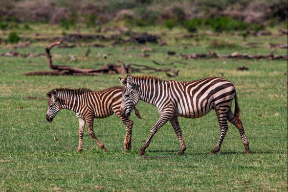 Safari de 8 días por el norte de Tanzania
