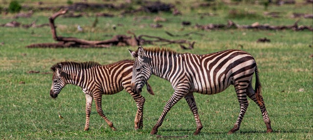 Safari de 8 días por el norte de Tanzania