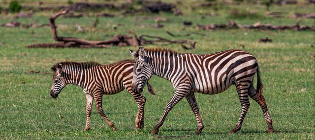 Safari di 8 giorni nel nord della Tanzania